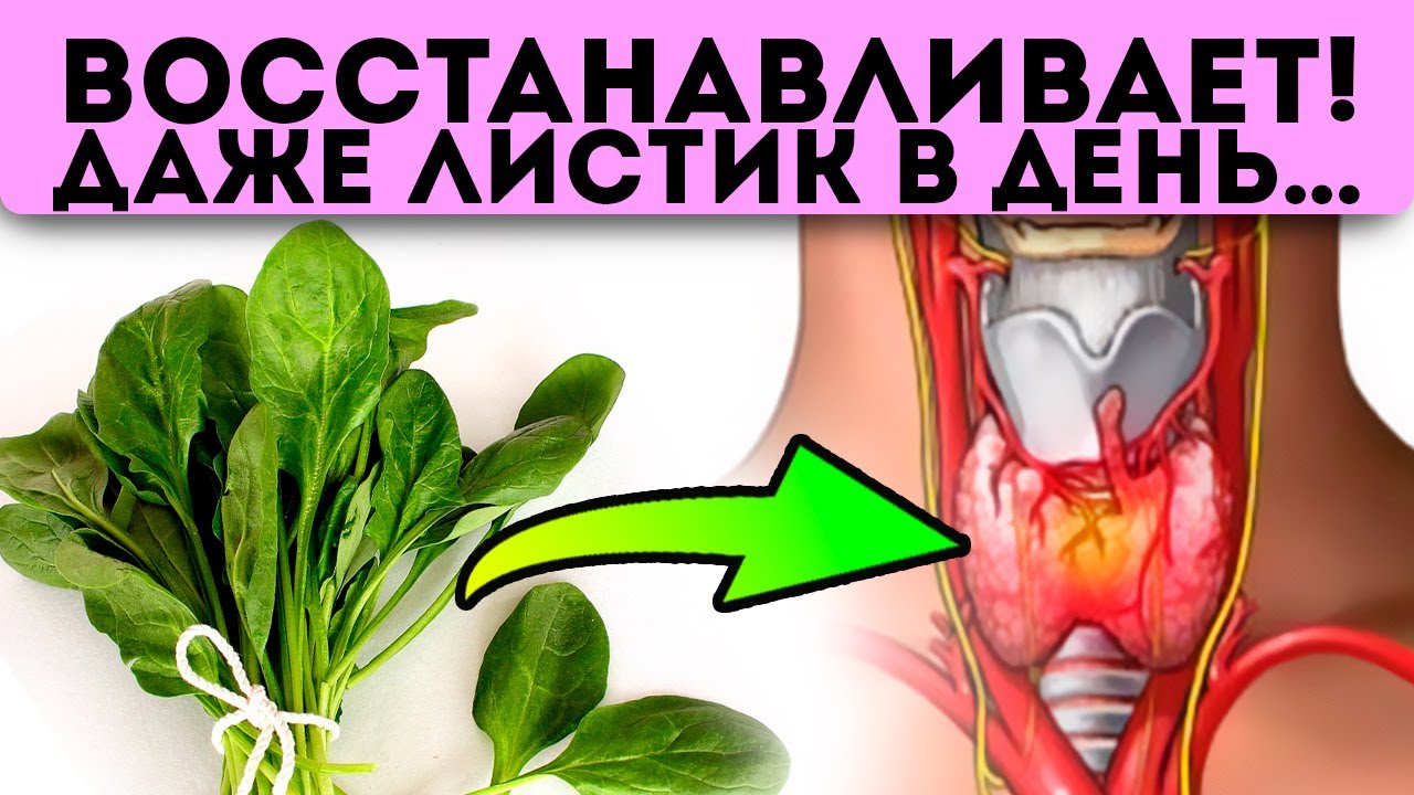 Шпинат Утеуша / Spinach of Uteusha - YouTube